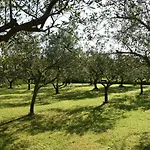 Burja With Olive Grove & Salt Pans View شقة بورتوروز