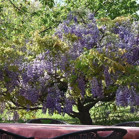 Apartman Burja With Olive Grove & Salt Pans View