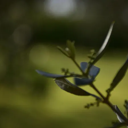 Apartmán Burja With Olive Grove & Salt Pans View Portorož