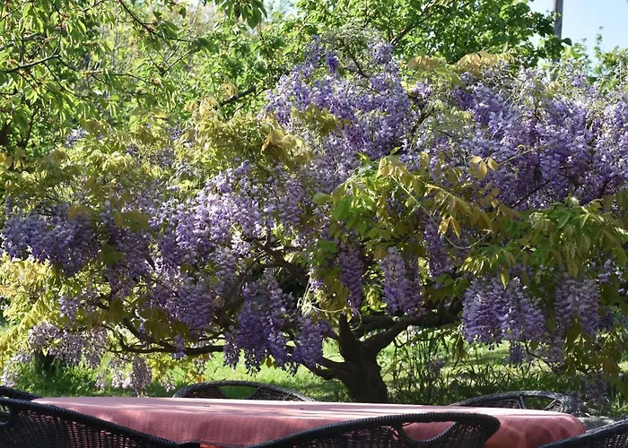 Apartment Burja With Olive Grove & Salt Pans View