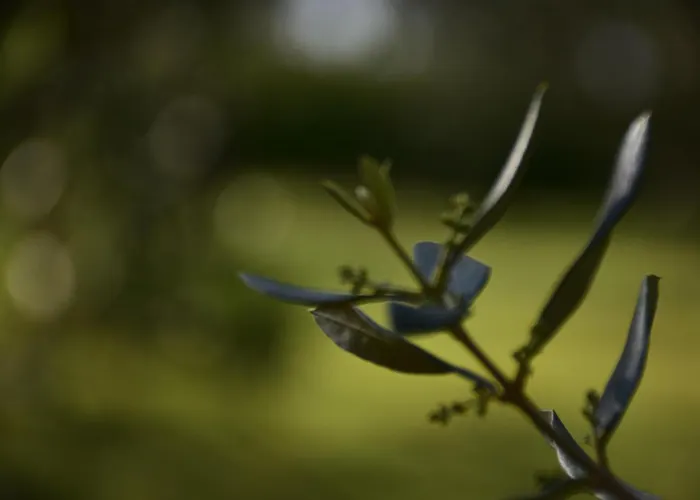 Апартаменты Burja With Olive Grove & Salt Pans View Порторож